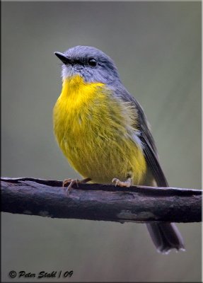 Yellow-robin-eastern.jpg