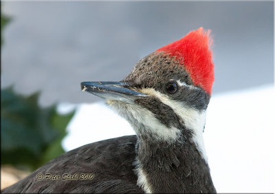 Pileated-woodpecker-portrait.jpg