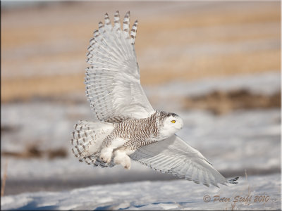 snowy-wings-out-canvas-22x30.jpg