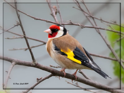 European-Goldfinch.jpg
