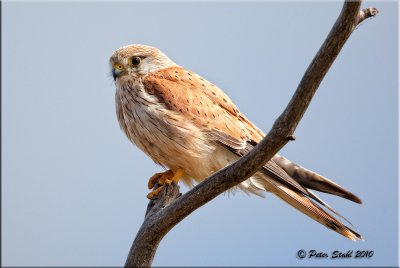 australian_birds