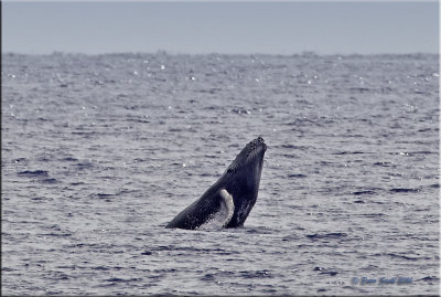 humpback .jpg