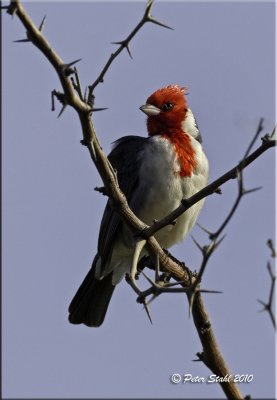 Red Crested Cardinal .jpg
