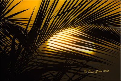 sunset backlit palm.jpg