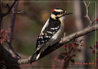 Downy-Woodpecker.jpg