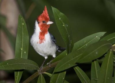Red crested cardinal  on tree.jpg