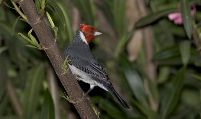 Red crested cardinal over the shoulder.jpg