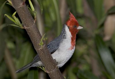 red crested cardinal  side profile.jpg