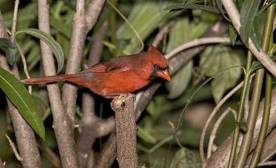 Northern Cardinal .jpg