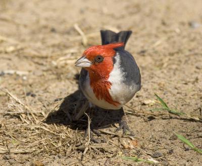 Red Crested Cardinal on ground.jpg