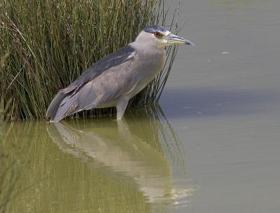 Black-crowned night-heron.jpg