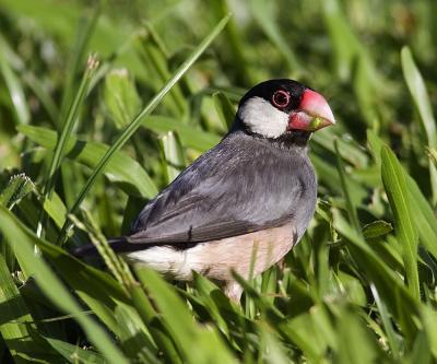 Java Sparrow.jpg