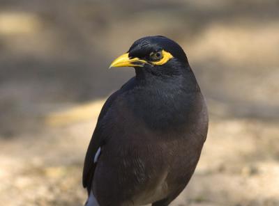 Myna Bird.jpg