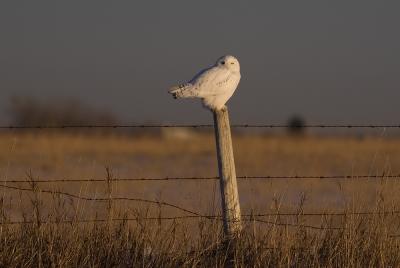 Snowy owl.sunset-1.jpg