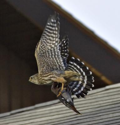 Merlin flying with waxwing.jpg