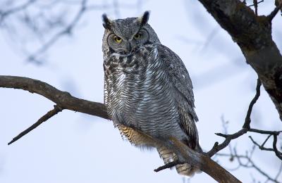 Great Horned Owl  Portrait.jpg