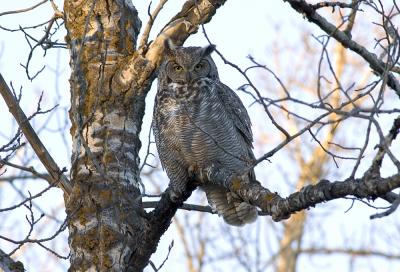 Great Horned Owl on tree top.jpg
