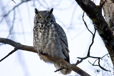 Great Horned owl Stare.jpg