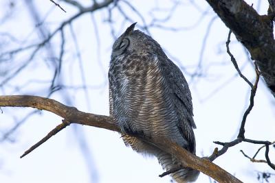 Great Horned Owl.Sleeping.jpg