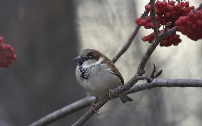 Another sparrow.jpg