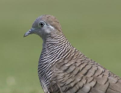 Zebra Dove.jpg