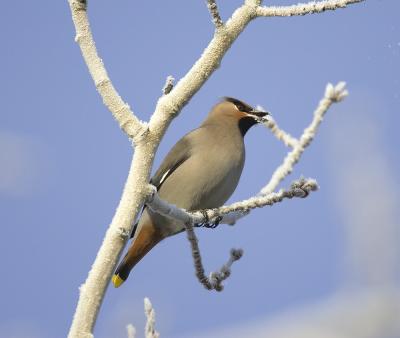 Bohemian waxwing frost mouth.jpg