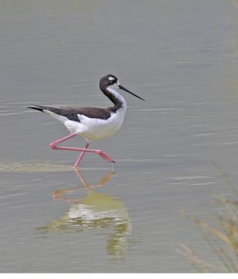 black necked stilt.jpg