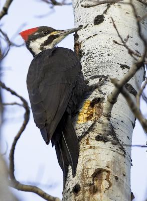 Pileated Woodpecker  today.jpg