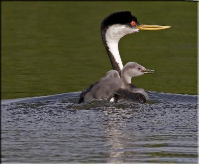 Western Grebe  babies.jpg