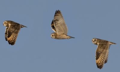3 short-eared owls.jpg