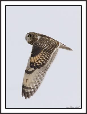 Short eared owl wings down.jpg