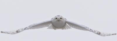 Snowy wings down flying.jpg