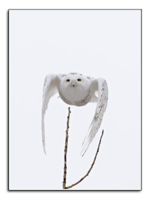 Snow owl wings in.jpg