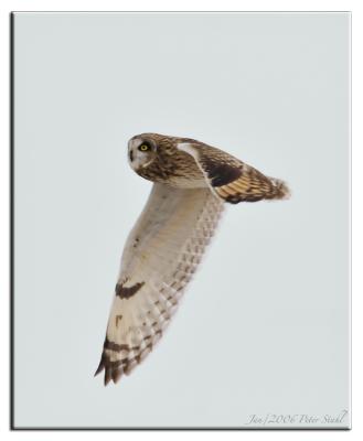 Short-eared owl flying along.jpg