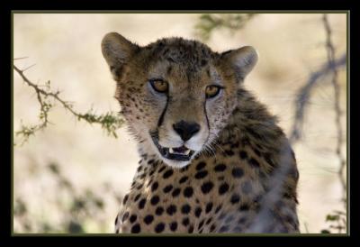 Cheetah Portrait framed.jpg