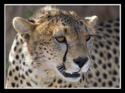 Cheetah one framed.jpg