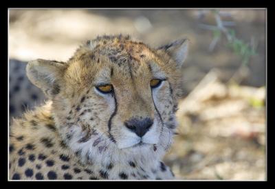 Cheetah two framed.jpg