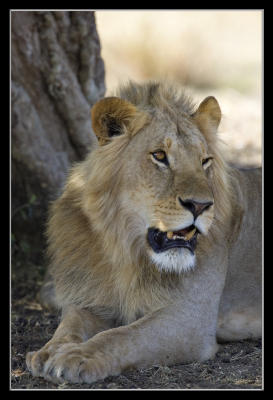 Male lion.jpg