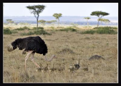 Ostrich with young.jpg