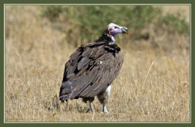 Lapped-Faced Vulture.jpg