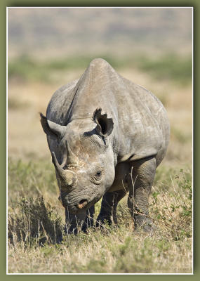  Black Rhino.jpg
