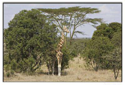 Reticulated Giraffe.jpg