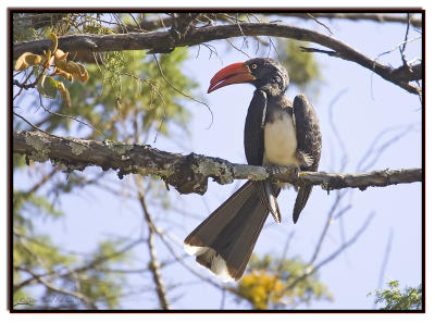 Crowned Hornbill.jpg