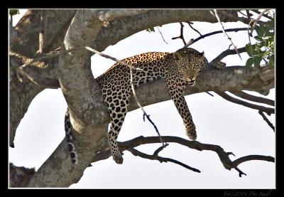 Leopard staring at us.jpg