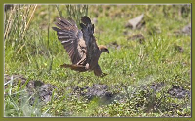 Tawny Eagle Landing.jpg