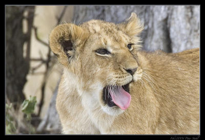 Baby Lion Yawning.jpg