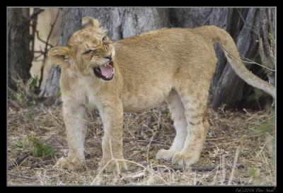 Lion cub trying to be mean.jpg