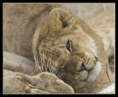 Lion cub cuddling.jpg