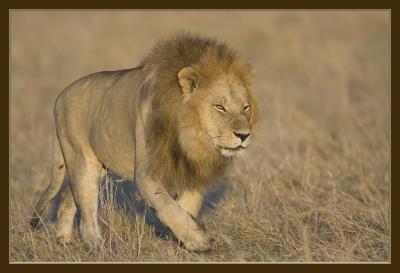 King of the beast.jpg