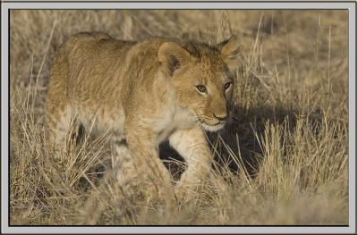 Lion cub coming towards us.jpg